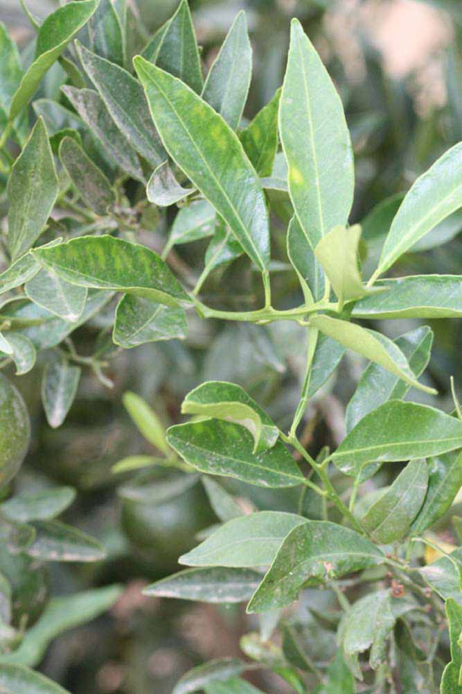              Sun leaves (Riverside, CA)       